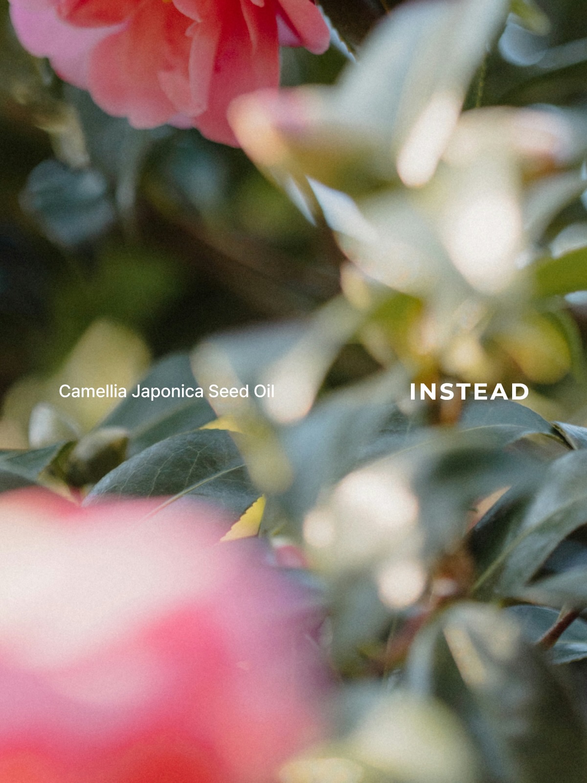 instead.official 品牌动态