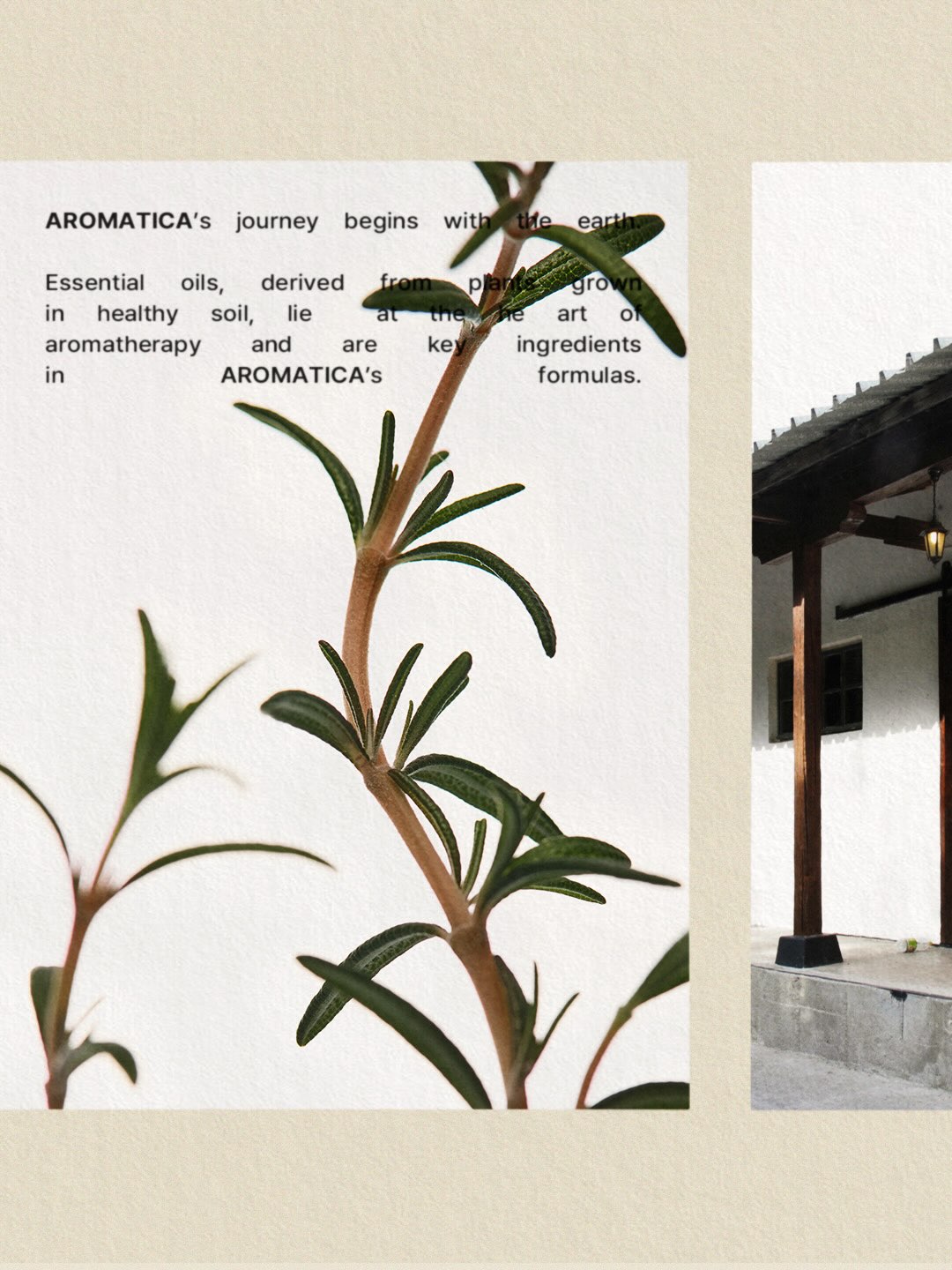 aromatica.life 品牌动态
