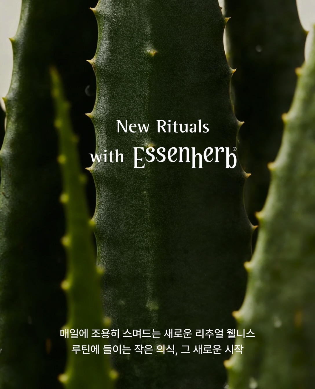 essenherb 品牌动态