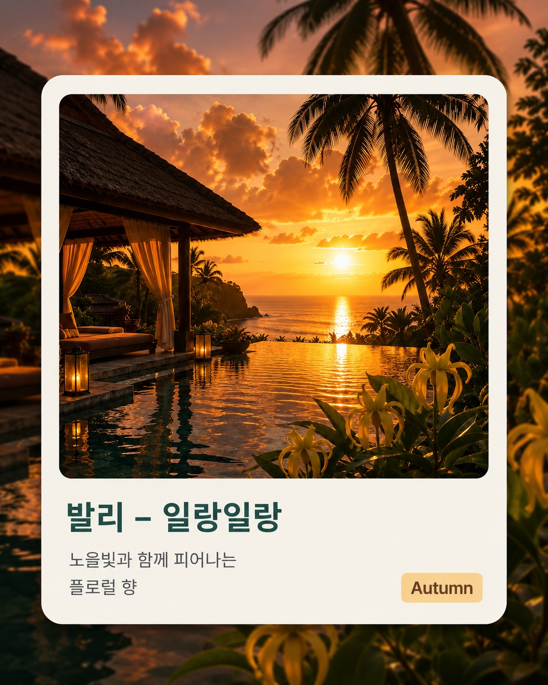 cocodor.official 品牌动态图片