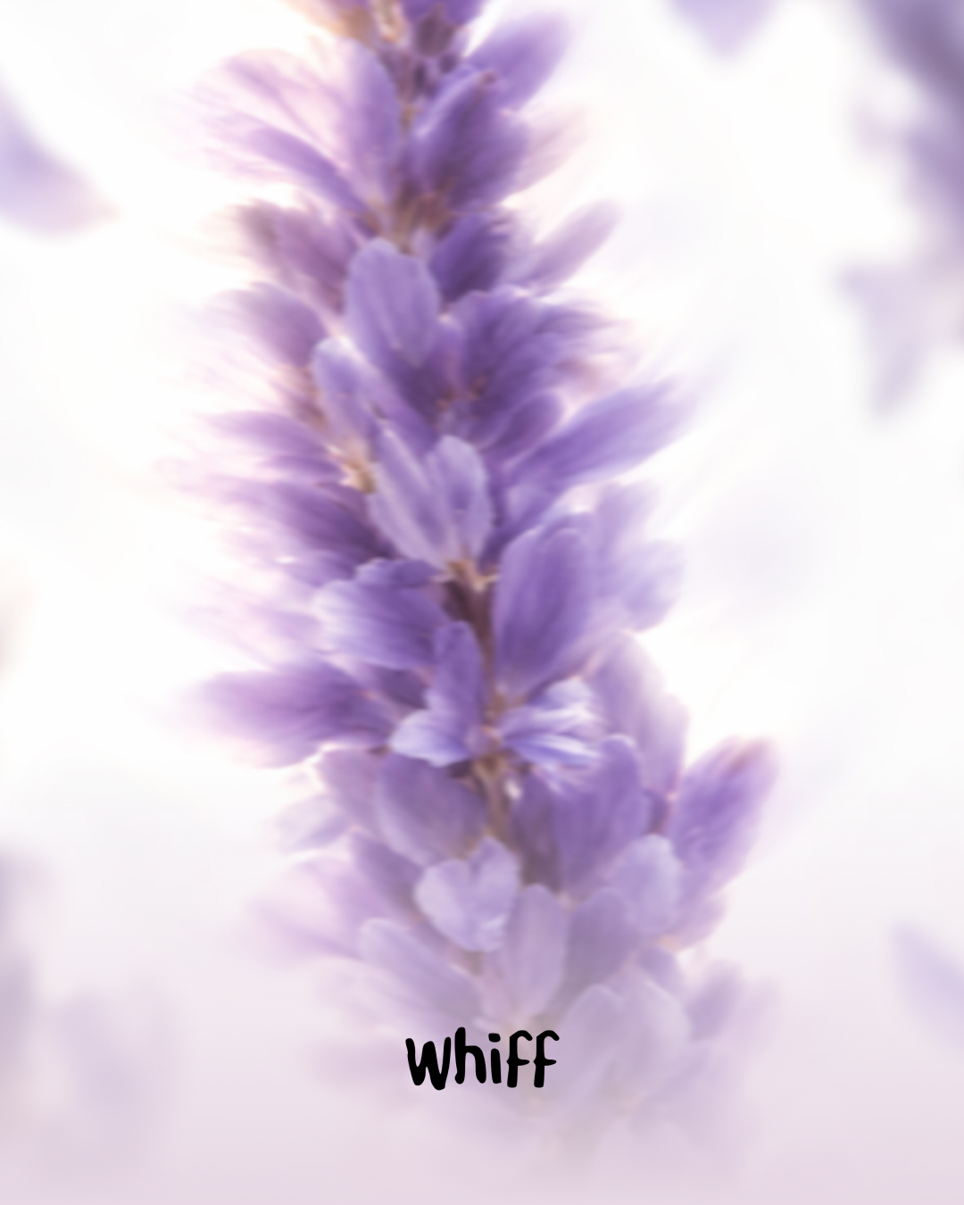 whiff.korea 品牌动态